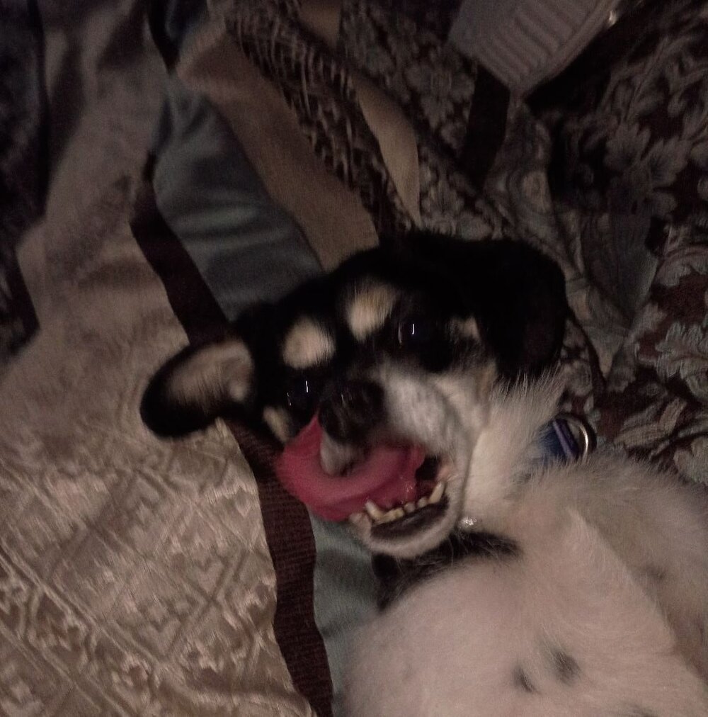 Meet your Posher, William